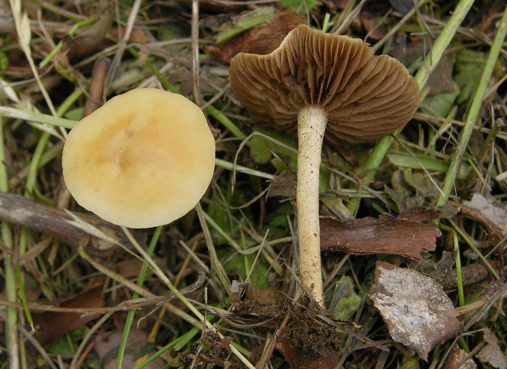 Agrocybe sp.